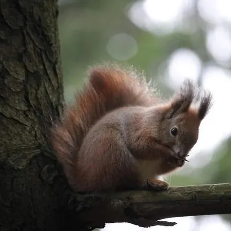 Borostyankut Wellness Πανσιόν Bakonybél