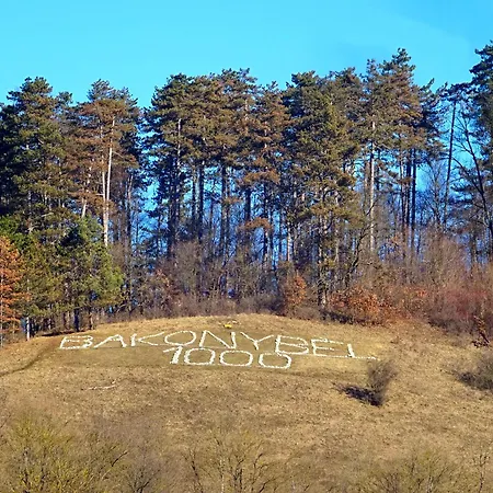 Borostyankut Wellness