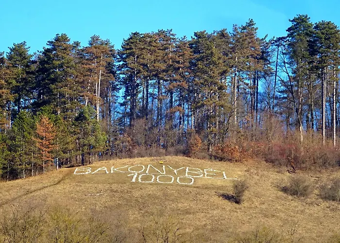 Borostyankut Wellness